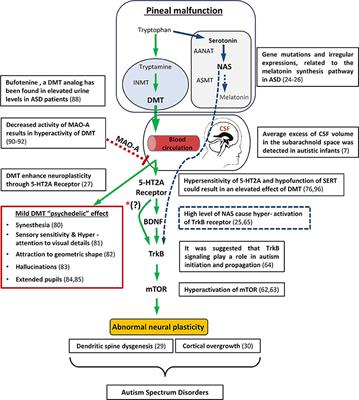 Updated View on the Relation of the Pineal Gland to Autism Spectrum Disorders